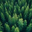 TimberTech-Home-Sustainability-Trees-Beauty-1.jpg